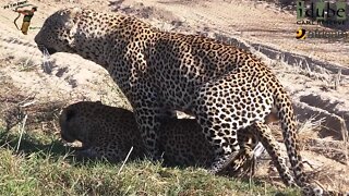 WILDlife: Drinking Male Leopard Seduced!