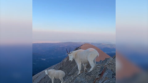 "Majestic Mountain Goats: A Stunning Climb"