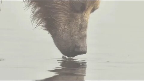 Kamchatka, life begins, respect for nature 16