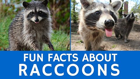 Interesting Facts About Raccoons - Cute Animal Videos for School Education