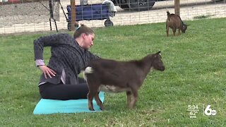 Goat yoga combines fun of petting zoo and yoga workout