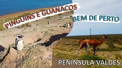 Puerto Madryn e Península Valdés | Uma Parada Obrigatória na Ruta 3 | Dica de Camping