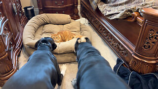 Cat's Funny Reaction When Great Danes Disturb His Nap In The Dog Bed