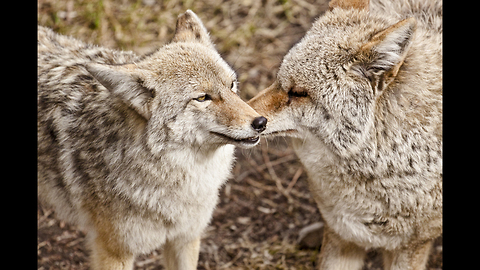 America's Greatest Animals: Coyote