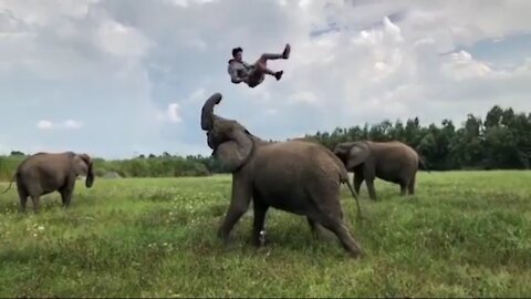 A Man Flips in Air With The Help of Best Friendly Elephant.