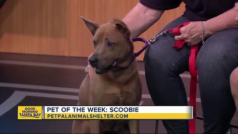 Pet of the week: 8-year-old Scoobie wants a comfy couch for her golden years