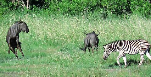 Confused zebras caught off guard by wildebeests' erratic behavior