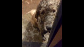 Golden Retriever adorably guilty of playing in the mud