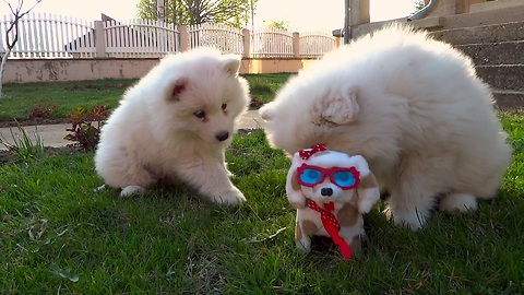 Samoyed Puppies Take on Robot Dog