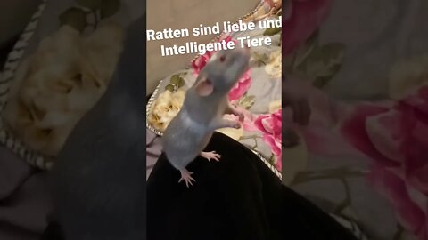 Dumbo Ratte macht Kunststück 🥹🫶🏻 #tiere #ratatouille #liebe