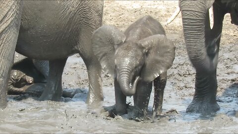 Adorable baby elephant loves slapping water with its trunk