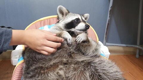 Pet raccoon refuses to hold owner's hand