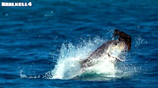 Monster Trevally assault a young Tern Bird