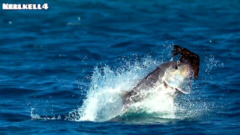 Monster Trevally assault a young Tern Bird