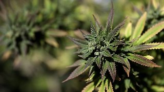 Recreational Marijuana Sales In Massachusetts Have Finally Begun