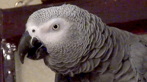 Vocal parrot is fed up and tired waiting for dinner