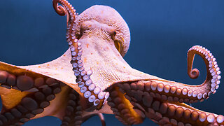 Why Aren't We Talking About Octopuses