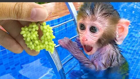 Monkey Bebi bon bon harvest fruit in the garden and eat with puppy and dukcling at the pool