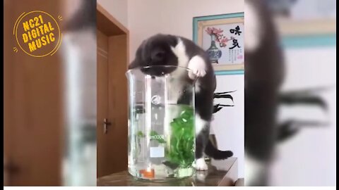 unny Videos of Dogs, Cats, Animals, Cat Catching Fish in the Aquarium