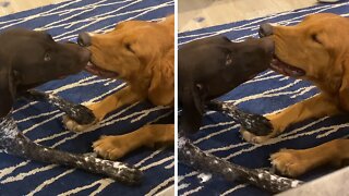 Hilariously stubborn dogs refuse to share toy ball