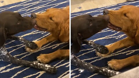 Hilariously stubborn dogs refuse to share toy ball