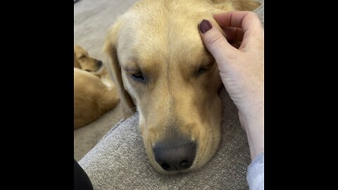 Golden retriever acts sweet to get AirPods.