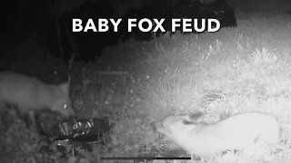 Baby Fox Feud