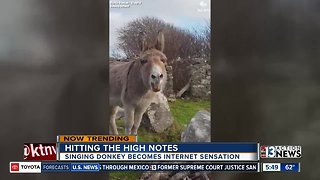 Singing donkey becomes internet sensation
