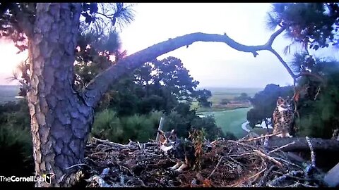 Morning Great Horned Owl Visit 🦉 09/19/23 06:53