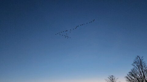 Geese St. Lawrence River