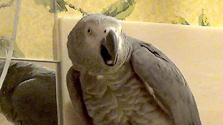 Ferocious parrot thinks he's a lion