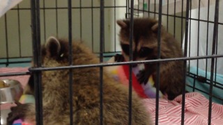 Tiny baby raccoons cuddle their stuffed animals