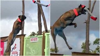 Cagnolina sembra volare con un salto impressionante!