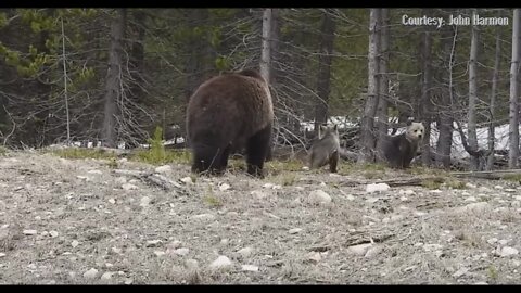 Grizzly sow with cubs John Harmon