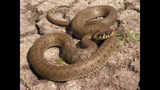 World's most poisonous snake enters house