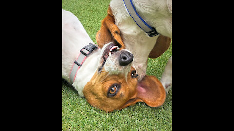 Beagle Buddies Love Puppy Cookie Dough