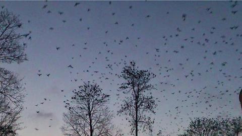 Thousands of crows fly from the trees