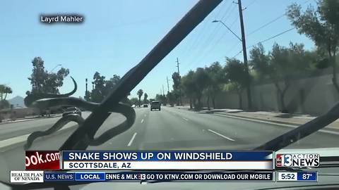 Snake shows up on Arizona driver's windshield