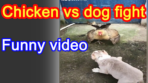 Chicken vs Dog Fight