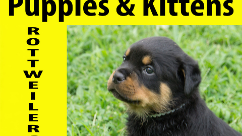 4-week-old Rottweiler puppies are too cute for words