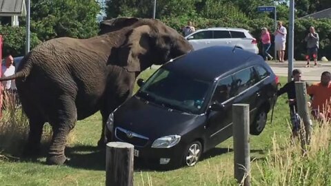 Angry Elephant attack || Elephant lifts car