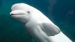 Man has magical encounter with beluga whale