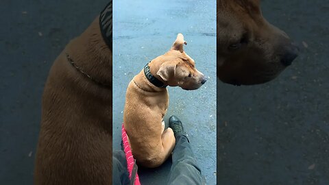 They’re staying with dad! #dogshorts #dogsofyoutube #dogs #doglife #pitbull #bassethound #walkthedog