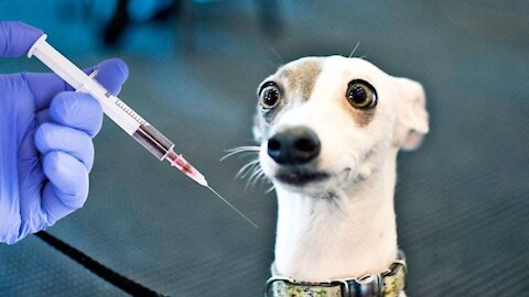Funny Dog Injection videos - Dog Injection Funny Compilation