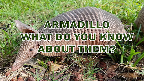 ARMADILLO | WHAT DO YOU KNOW ABOUT THEM?
