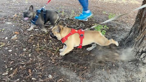 Ladybug Joins Turbeau in the Squirrel Hunt