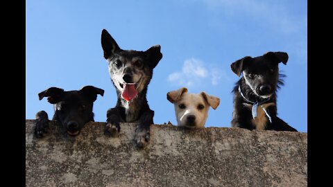 Best Talent Ever Captured with Pets