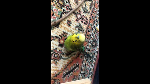 Budgie Talking