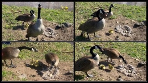 Canadian Geese protecting their 2 goslings and nest with 1 Egg in it, Route 46 West Little Falls, NJ