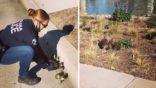 Police Officer scoops ducklings off road